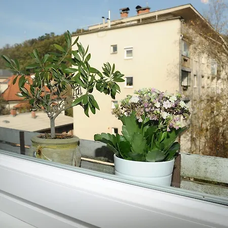 Апартаменти Jojo *